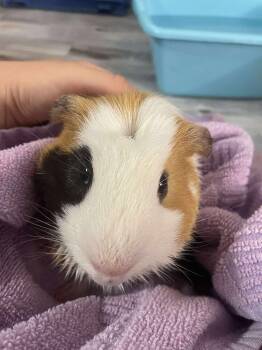 Rescue Guinea Pig Guinea Pigs for Adoption in Greece, New York - Mr. Pickles | PetCurious